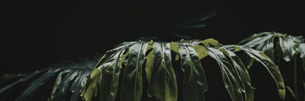 XAI Açıklanabilir AI