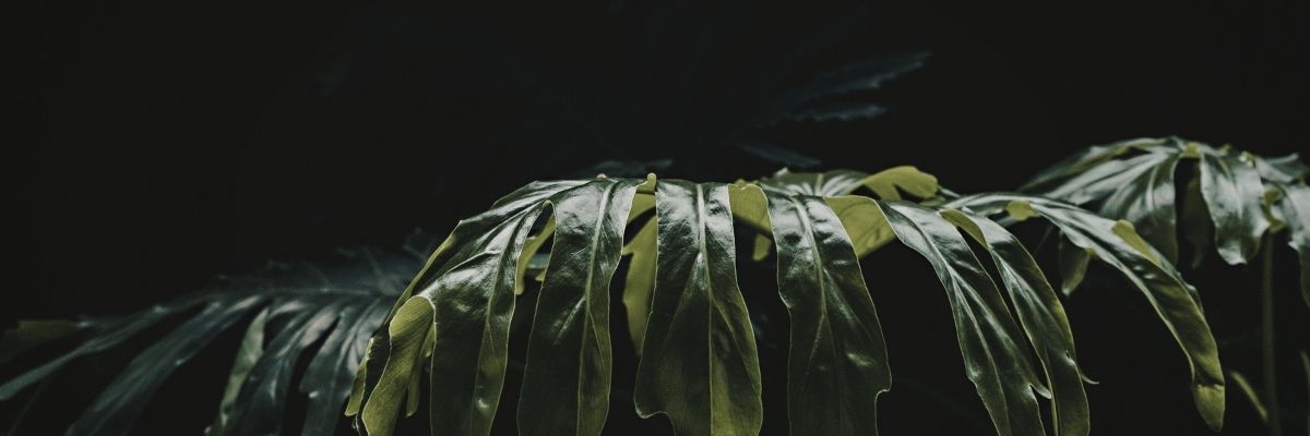 XAI Açıklanabilir AI